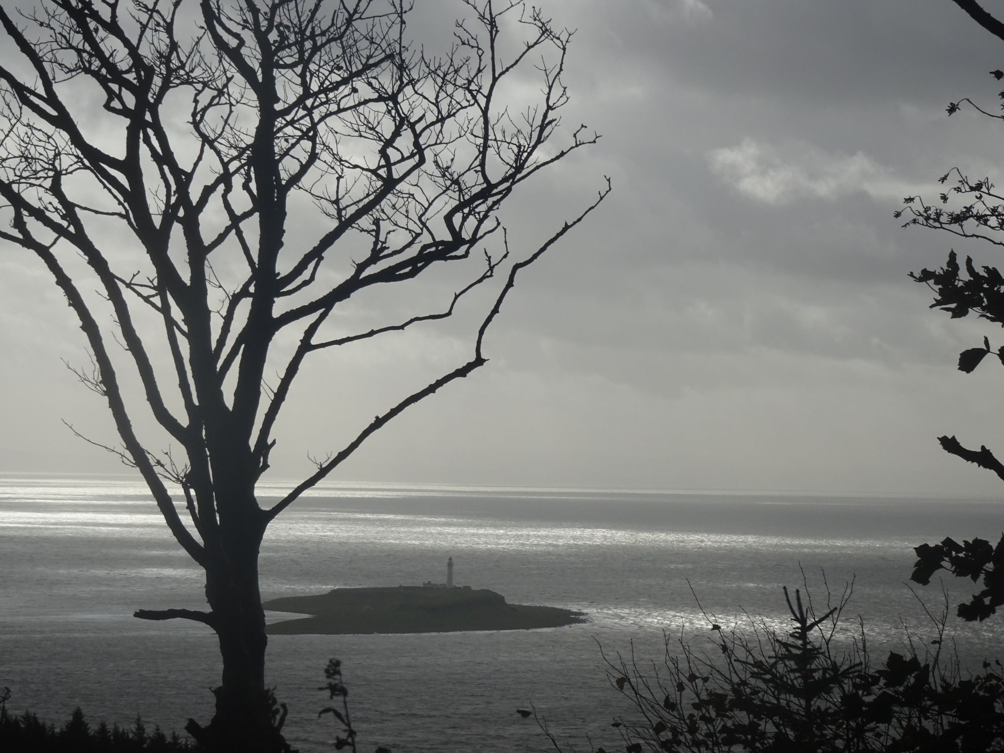A bare tree silhouetted against a silver sea, with the low island of Pladda and its white lighthouse.